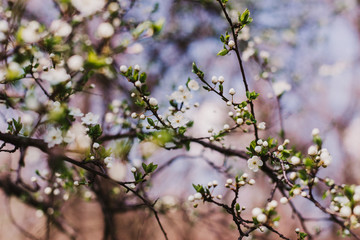 A branch of cherry blossoms. White blossom. Spring day. Blossoming tree