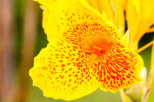 Canna lily golden lucifer