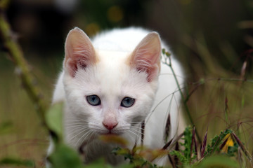 Petit chaton blanc aux yeux bleu à l'affût se cachant derrière de la végétation