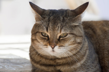 A stray cat calmly lies in the morning sun.