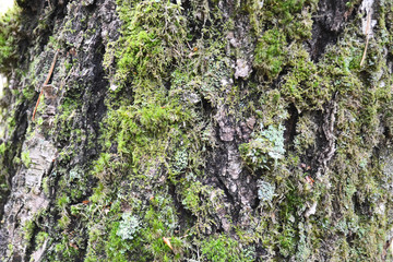 big tree bark with green moss background