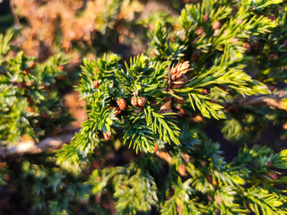Close up on Leaves of Juniperus Communis - Common Juniper for Landscape Design.