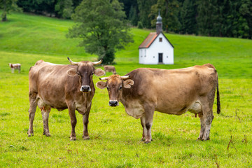 cow outdoors graze on meadow