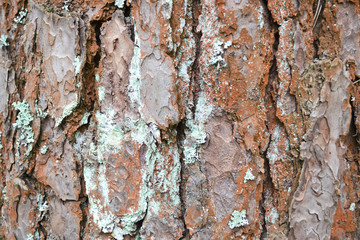 Bark texture of Japanese Red Pine