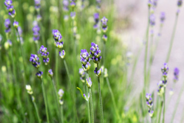 lavender flowers in the garden spa herb aromatherapy concept 