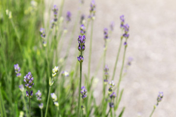 Close up blooming lavender flower field spa aromatherapy relax harmony concept  