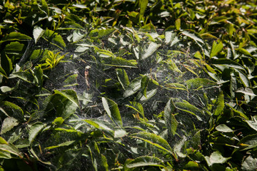 green leaves background with a spider cobweb