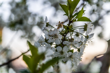Cherry flowers