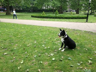 Black dog
