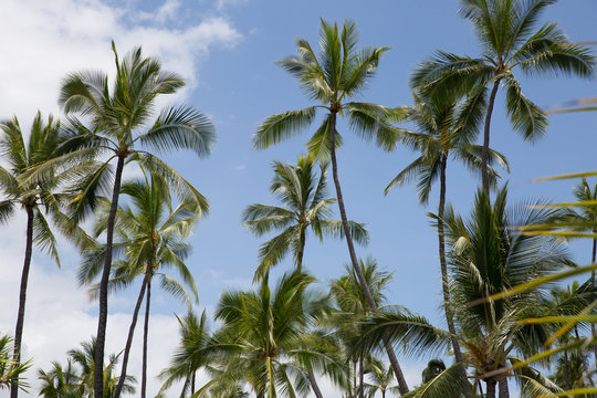 palm trees against blue sky