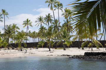 palm trees on the beach