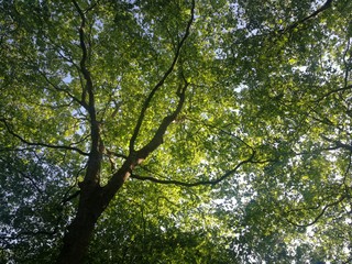 Under the tree