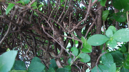 Closeup of Twigs Inside A Bush 