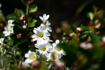 white flowers