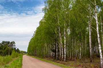 Wiosna w brzozowym zagajniku. Wiosenna zieleń, Podlasie, Polska