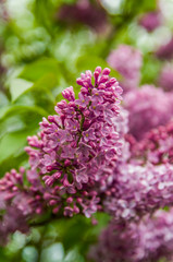 Pink lilac flower