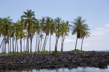 palm tree on the beach