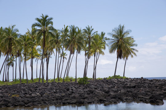 palm tree on the beach