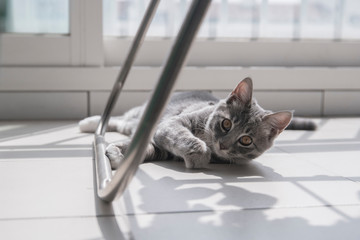 고양이 일상 털고르기
