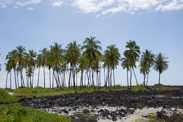 palm tree on the beach