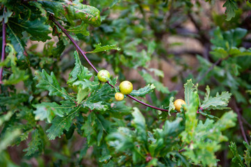 Oak apples growth on an oak tree in spring. Oak galls on the branches of an spanish oak. Branch of tree with grean leafs with multiple galls.