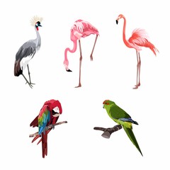 Realistic collection of beautiful exotic tropical birds: macaw, parrot, pink flamingo, toucan, udot, hoopoe. 