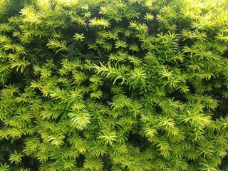 Green texture