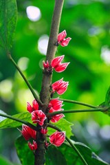 Rote Blüten wachsen am Stamm