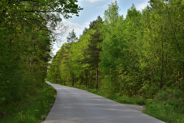 Fototapeta na wymiar Zakręt drogi asfaltowej prowadzącej przez zielony las pod błękitnym niebem.