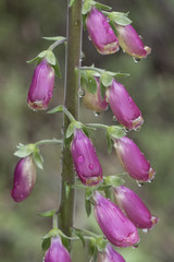 Digitalis purpurea common purple foxglove lovely plant with red or purple pink flower rods © JUANFRANCISCO