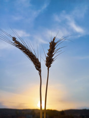 wheat field at sunset in summer Days
