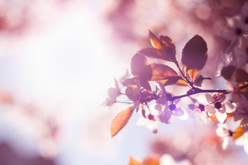 spring flower sun tree pink