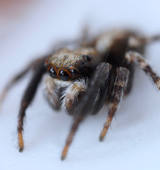 Super close up macro of Pseudeuophrys lanigera, a species of jumping spider (family Salticidae) that is distributed throughout Europe, mostly found inside buildings.
