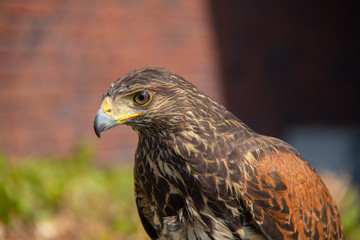 Fototapeta premium Head from a brown buzzard closeup one eye. Predator in nature and wild animal.