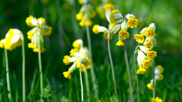 Cowslip flowers moving in wind, Sweden