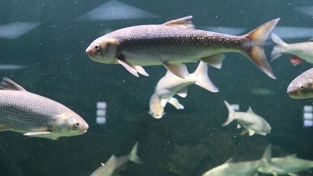 unusual fish in a marine aquarium froze in place