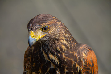 Head from a brown buzzard closeup one eye. Predator in nature and wild animal.
