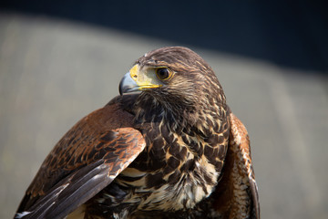 Head from a brown buzzard closeup one eye. Predator in nature and wild animal.