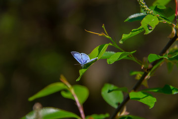 Blue buttefly on a green leave