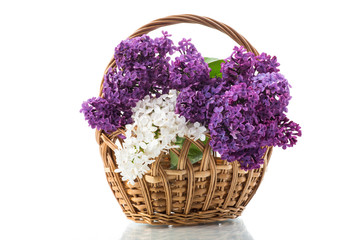 Fototapeta na wymiar bouquet of beautiful blooming lilacs in a basket