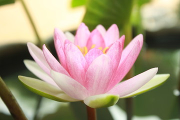 Obraz premium pink lotus flower