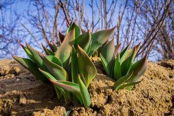 Tulip leaves closeup. The first spring flowers. The awakening of Nature after winter. Soft...