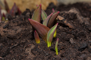 Tulip leaves closeup. The first spring flowers. The awakening of Nature after winter. Soft...