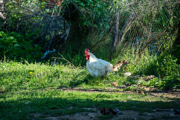 flowers, huts and trees grown in the garden