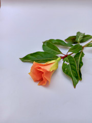 red rose on a white wooden table 