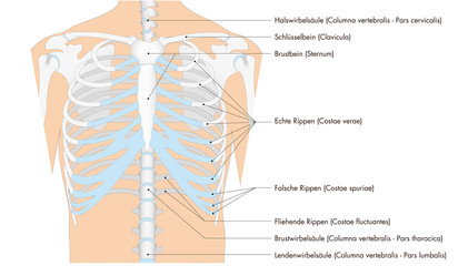 Infografik der Anatomie - Skelett - Brustkorb vom Mensch (deutsche Beschriftung)