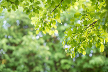 Closeup view of green leaf with beauty bokeh under sunlight.