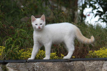 Naklejka na ściany i meble Petit chaton blanc debout sur un mur à l'extérieur regard fixé vers l'objectif