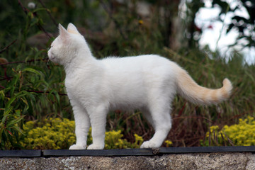 Naklejka na ściany i meble Petit chaton blanc debout sur un mur à l'extérieur