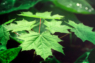 The maple leaves. A sprout of a tree and light in the forest.